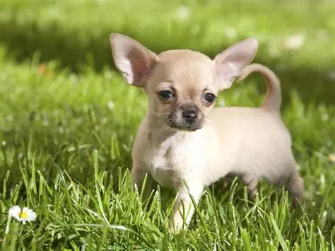 Chihuahua